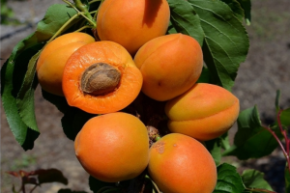 Абрикос Принц Март