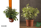 Фикус Бенджамина Кинки (Ficus benjamina Kinky) Р12
