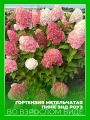 Гортензия метельчатая Пинк энд Роуз