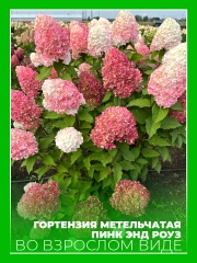 Гортензия метельчатая Пинк энд Роуз