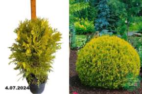 Туя западная Голден Глоуб (Thuja occidentalis Golden Globe) С5