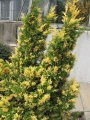 Можжевельник китайский Вариегата (Juniperus chinensis Variegata) С25