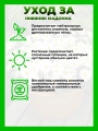 Нивяник Мадонна