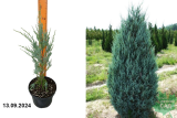 Можжевельник скальный Мунглоу (Juniperus scopulorum Moonglow) С3х