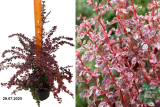 Барбарис Тунберга Арлекин (Berberis thunbergii Harlequin) С3 х