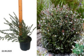 жимолость пурпл мист1