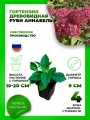 Гортензия древовидная Руби Аннабель