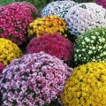 Хризантема микс (Chrysanthemum MIX multiflora) С7,5 Ег
