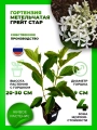Гортензия метельчатая Грейт Стар