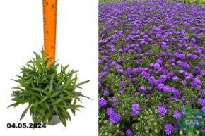 Астра новобельгийская Генри Пурпл (Aster novi-belgii Henry Purple) С1,5