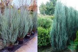 Можжевельник скальный Блю Эрроу (Juniperus Blue Arrow) С45