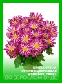 Хризантема крупноцветковая Рэйнбоу Твист