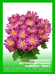 Хризантема крупноцветковая Рэйнбоу Твист