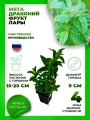 Мята Драконий фрукт Лары