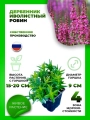 Дербенник иволистный Робин