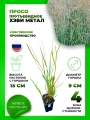 Просо прутьевидное Хэви Металл
