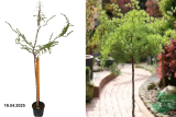 Лиственница японская Диана (Larix kaempferi Diana) С5