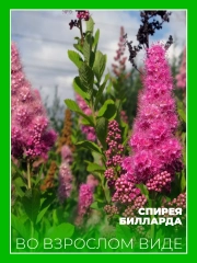 Спирея Билларда