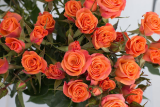 Роза спрей Оранж Балет (Rosa Orange Ballet) С6