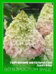 Гортензия метельчатая Пантеон