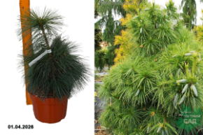 сосна шверина витхорст