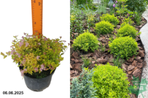 зен спирит голд спирея