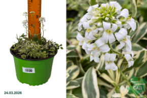 араби олд голд