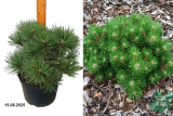 Сосна черная Нана (Pinus nigra Nana) С7,5
