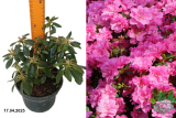 Азалия японская Розинета (Rhododendron japonica Rosinetta) С2