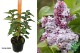 Сирень обыкновенная Надежда (Syringa vulgaris Nadeshda) С3 лс