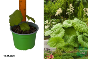 астильбоидес пластинчатый