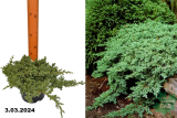 Можжевельник лежачий Нана (Juniperus procumbens Nana) С2