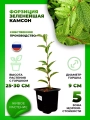 Форзиция зеленейшая Камсон