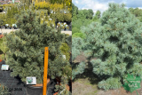Сосна мелкоцветковая Шунс Бонсай (Pinus parviflora Schoons Bonsai) С45