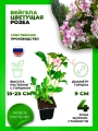 Вейгела цветущая Розеа