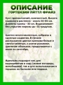 Гортензия метельчатая Литтл Фрайз