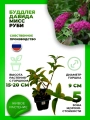 Буддлея Давида Мисс Руби