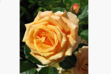 Роза чайно-гибридная Капучино (Rose Hybrid Cappucino) ОКС