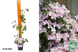 Клематис горный Мэйлин (Clematis montana Mayleen) Р15