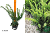 Тисс средний Денсиформис (Taxus media Densiformis) С3э
