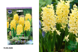 Гиацинт Джипси Принцесс (Hyacinthus Gypsy Princess) 5шт/уп