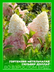 Гортензия метельчатая Сильвер Доллар