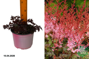 астильба арендса делфт