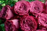 Роза японской селекции Принцесса Тамако (Rosa Japanese Princess Tamako) С6