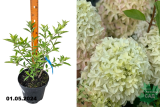Гортензия метельчатая Мэджикал Лайм Спаркл (Hydrangea paniculata Magical Lime Sparkle) С3