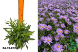 Астра кустарниковая Блю Лагун (Aster dumosus Blaue Lagune)  С1,5
