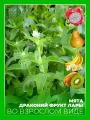 Мята Драконий фрукт Лары