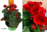 Бегония Элатиор (Begonia Elatior) С1,5 н