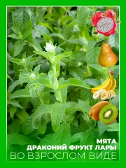 Мята Драконий фрукт Лары