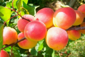 Абрикос краснощекий поздний